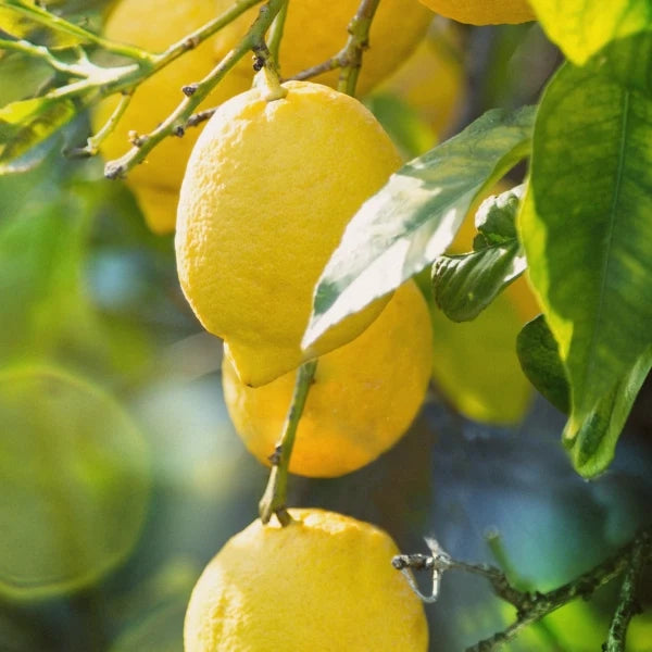 Coconut Lemon Body Scrub