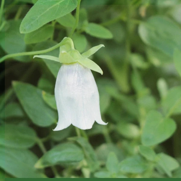 Codonopsis (Dang Shen) - Dried Herb, Organic