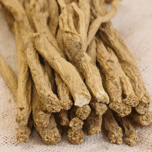 Codonopsis (Dang Shen) - Dried Herb, Organic