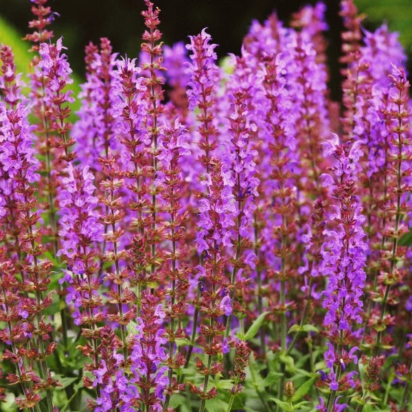 Metamorphosis – Aromatherapy Mix