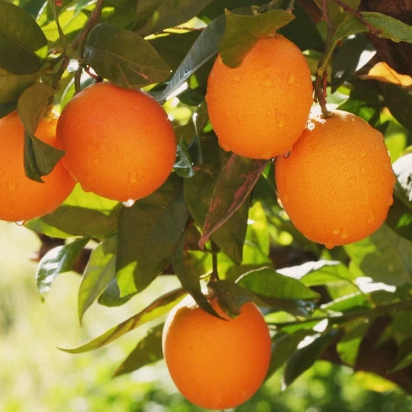 Orange Slices - Dried Herb, Organic