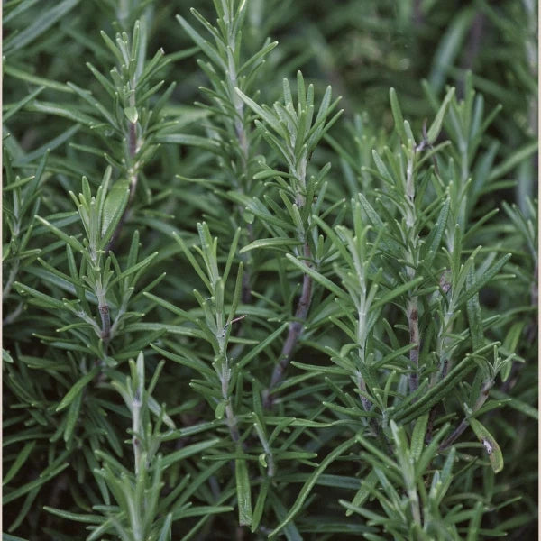 Rosemary - Hydrosol