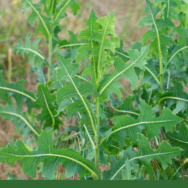 Wild Lettuce (Lactuca virosa) - Dried Herb, Organic